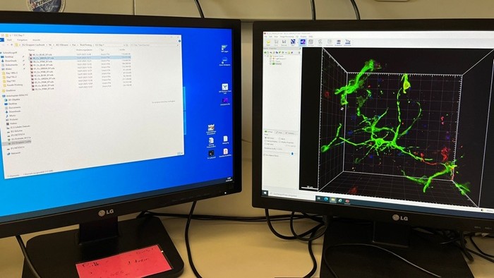 Zwei Computerbildschirme, links ein geöffneter Dateiordner, rechts eine 3D-Darstellung von neuronalen Strukturen auf schwarzem Hintergrund.