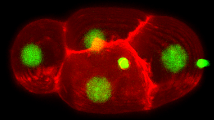 Zellbild vom Wurm „Caenorhabditis elegans“ im 4-Zellen Modell