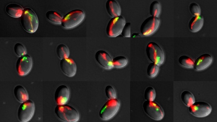 The image shows fluorescence microscopy images of yeast cells that are dividing and contain differently labeled mitochondria. Only the healthy mitochondria, labeled in red, are transported into the bud.