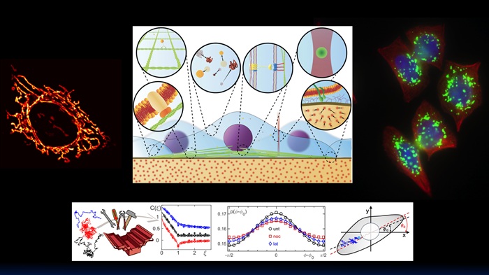 © Prof. Dr. Matthias Weiss, University of Bayreuth Microscopy images, dataset analyses, and schematic illustrations related to the workshop topic.