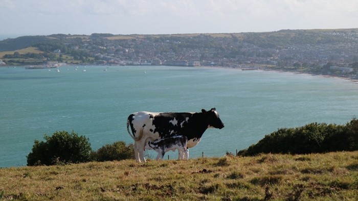 Eine schwarz-weiße Kuh steht auf einer hügeligen Weise. Im Hintergrund ist eine Bucht und ein Hafen zu sehen.