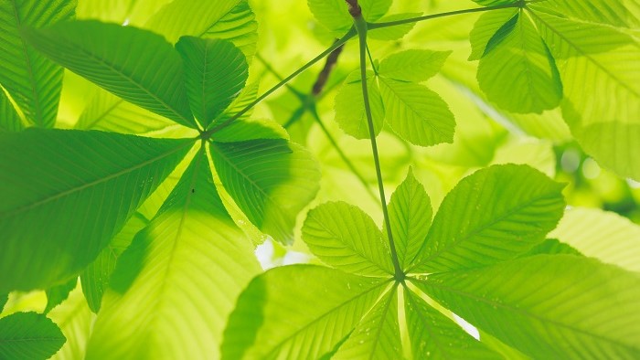 © Free commercial use The picture shows leaves of a chestnut tree in the light of the sun.